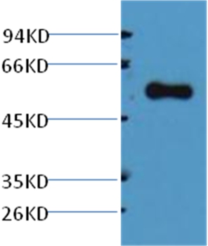 Alliinase Rabbit Polyclonal Antibody