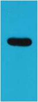 ECFP Rabbit Polyclonal Antibody