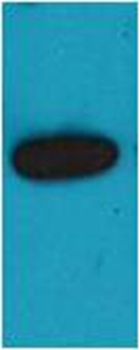 mOrange Rabbit Polyclonal Antibody