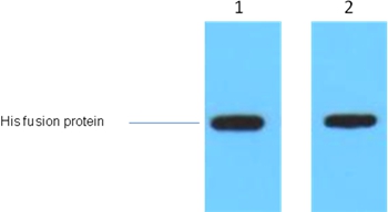 AmCyan Mouse Polyclonal Antibody