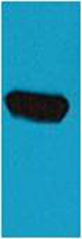 EBFP Mouse Polyclonal Antibody