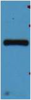 mStrawberry Rabbit Polyclonal Antibody