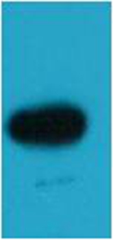 EBFP Rabbit Polyclonal Antibody