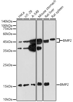 BMP2 antibody