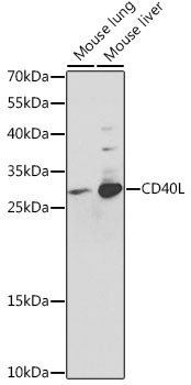 CD40LG antibody
