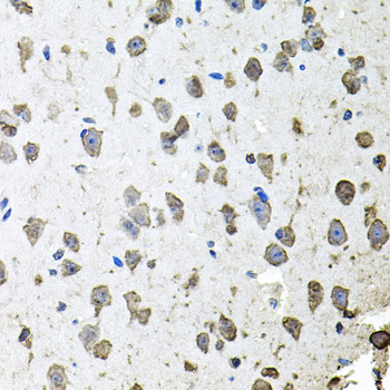 FGF1 antibody