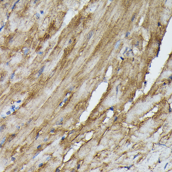 SOCS3 antibody