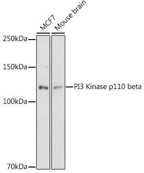 PIK3CB antibody