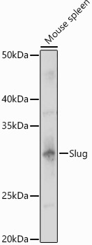 SNAI2 antibody