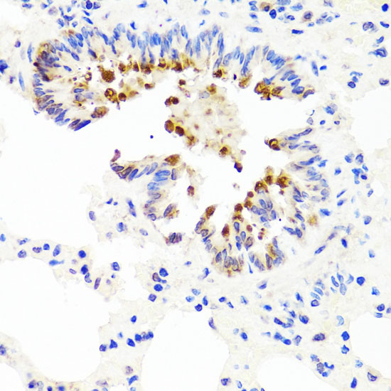 AMBRA1 antibody
