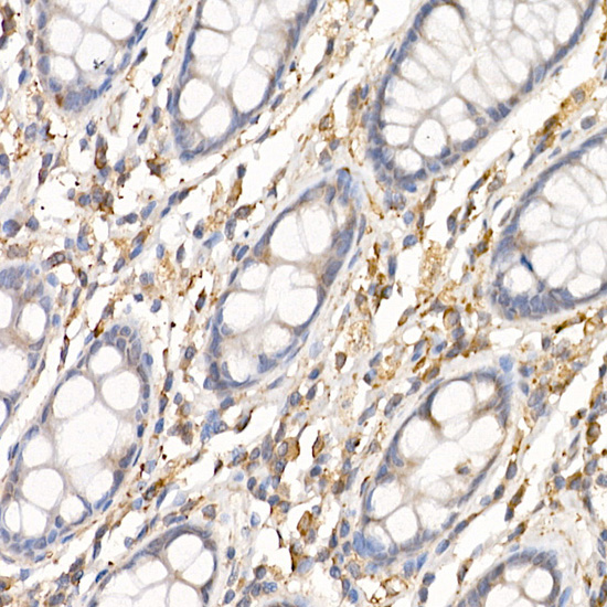 C19orf10 antibody