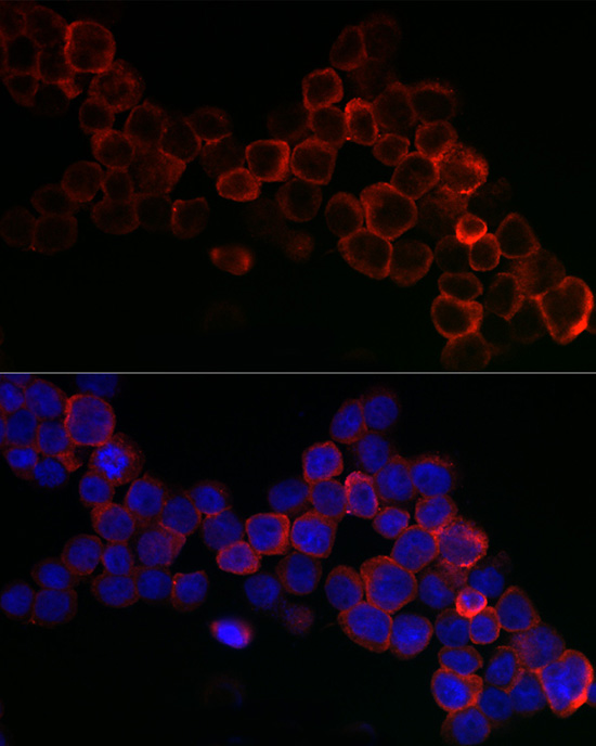 GPX1 antibody