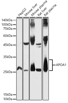 APOA1 antibody