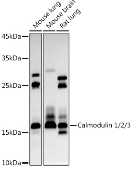 CALM1 antibody
