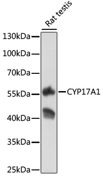 CYP17A1 antibody