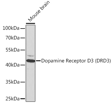 DRD3 antibody