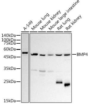 BMP4 antibody