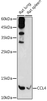 CCL4 antibody