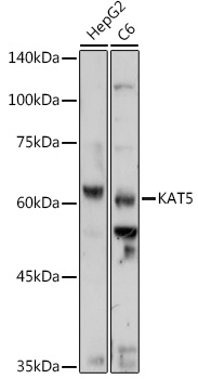 KAT5 antibody