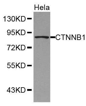 CTNNB1 antibody