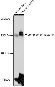 CFH antibody