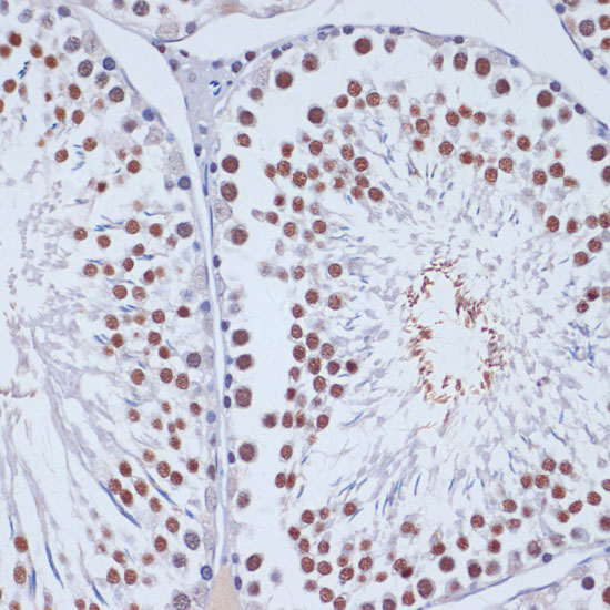 DNMT3L antibody
