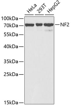 NF2 antibody