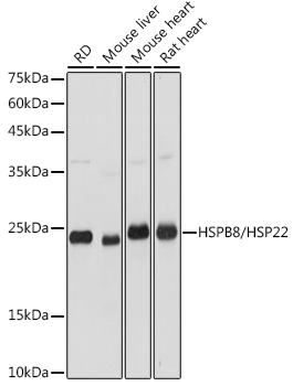 HSPB8 antibody