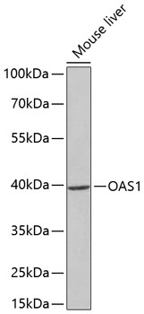 OAS1 antibody