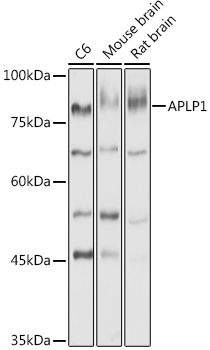 APLP1 antibody