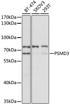 PSMD3 antibody