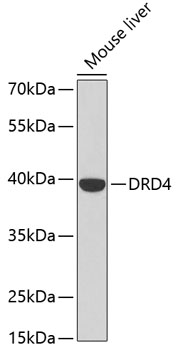 DRD4 antibody