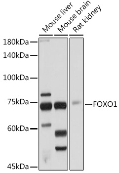 FOXO1 antibody
