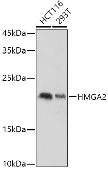 HMGA2 antibody