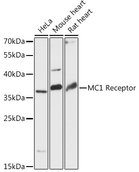 MC1R antibody