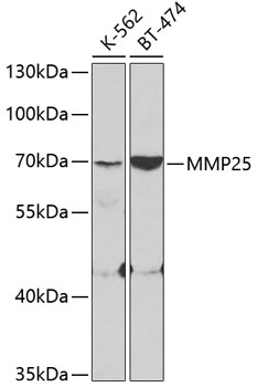 MMP25 antibody