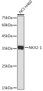 NKX2 antibody