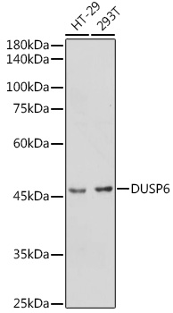 DUSP6 antibody