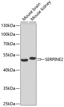 SERPINE2 antibody