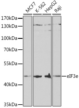 EIF3E antibody