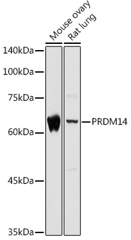 PRDM14 antibody