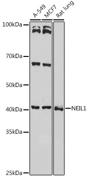 NEIL1 antibody