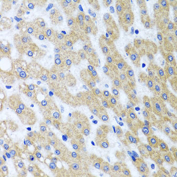 PRMT2 antibody