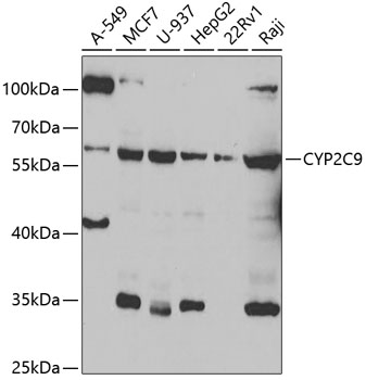 CYP2C9 antibody