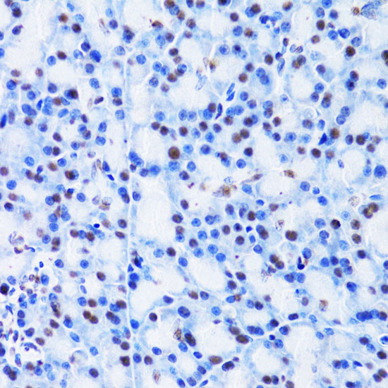 CBX8 antibody