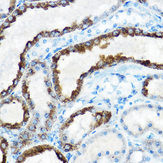 OAT antibody