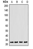 CLEC12A antibody
