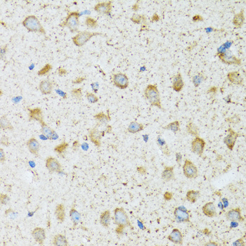 COG2 antibody