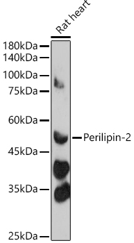 PLIN2 antibody