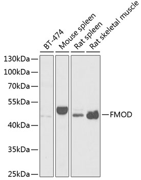 FMOD antibody
